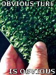 ObviousTurf.jpg