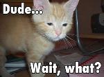 dude-wait-what.jpg