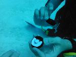 Diving-2.jpg